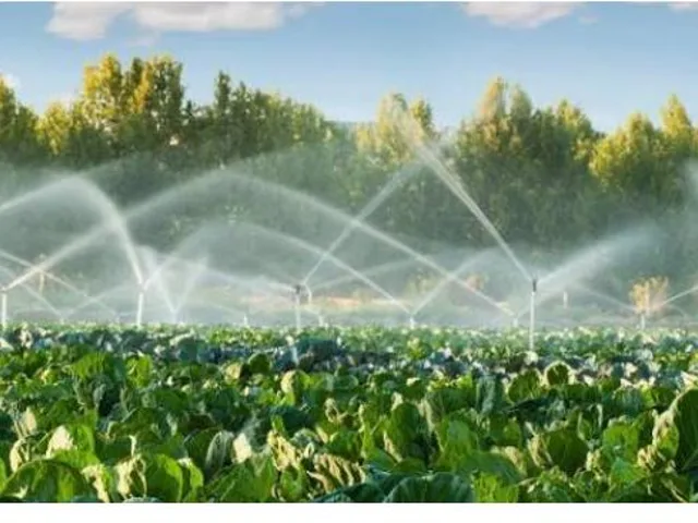 Sprinklers watering vegetable crops